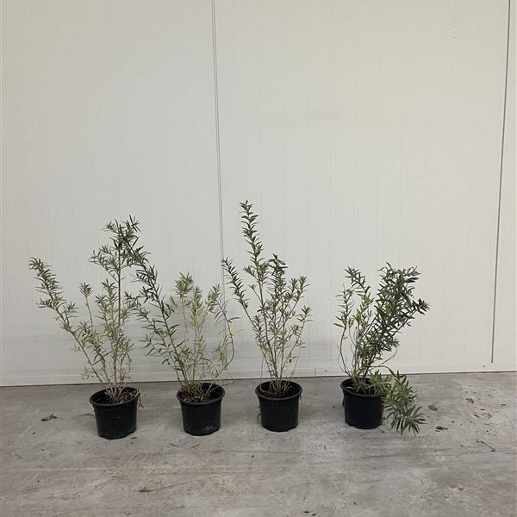 Havtorn – Hippophae rhamnoides - C2 40-60 CM